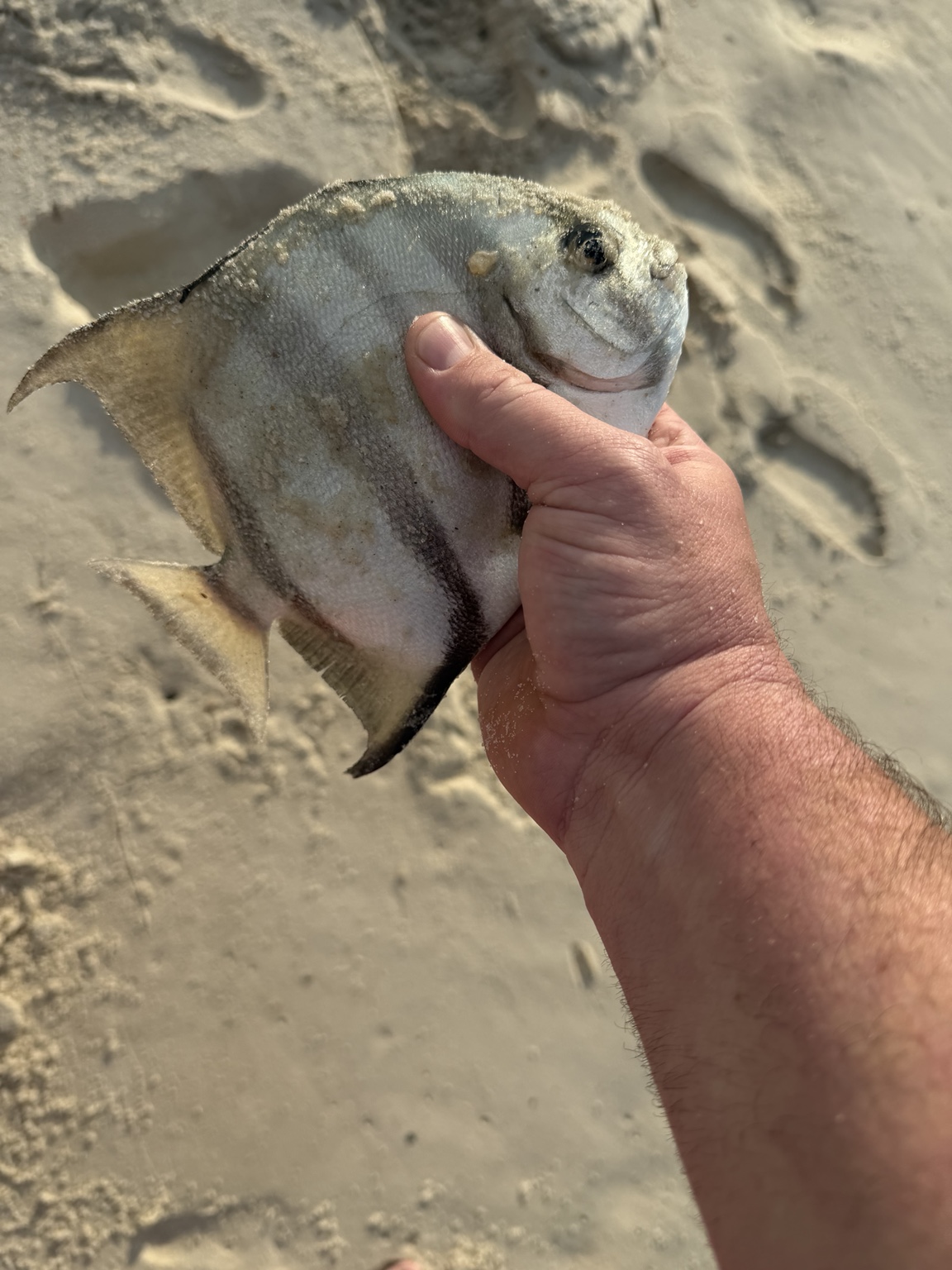 Close view of a pompano caught from the Alabama surf