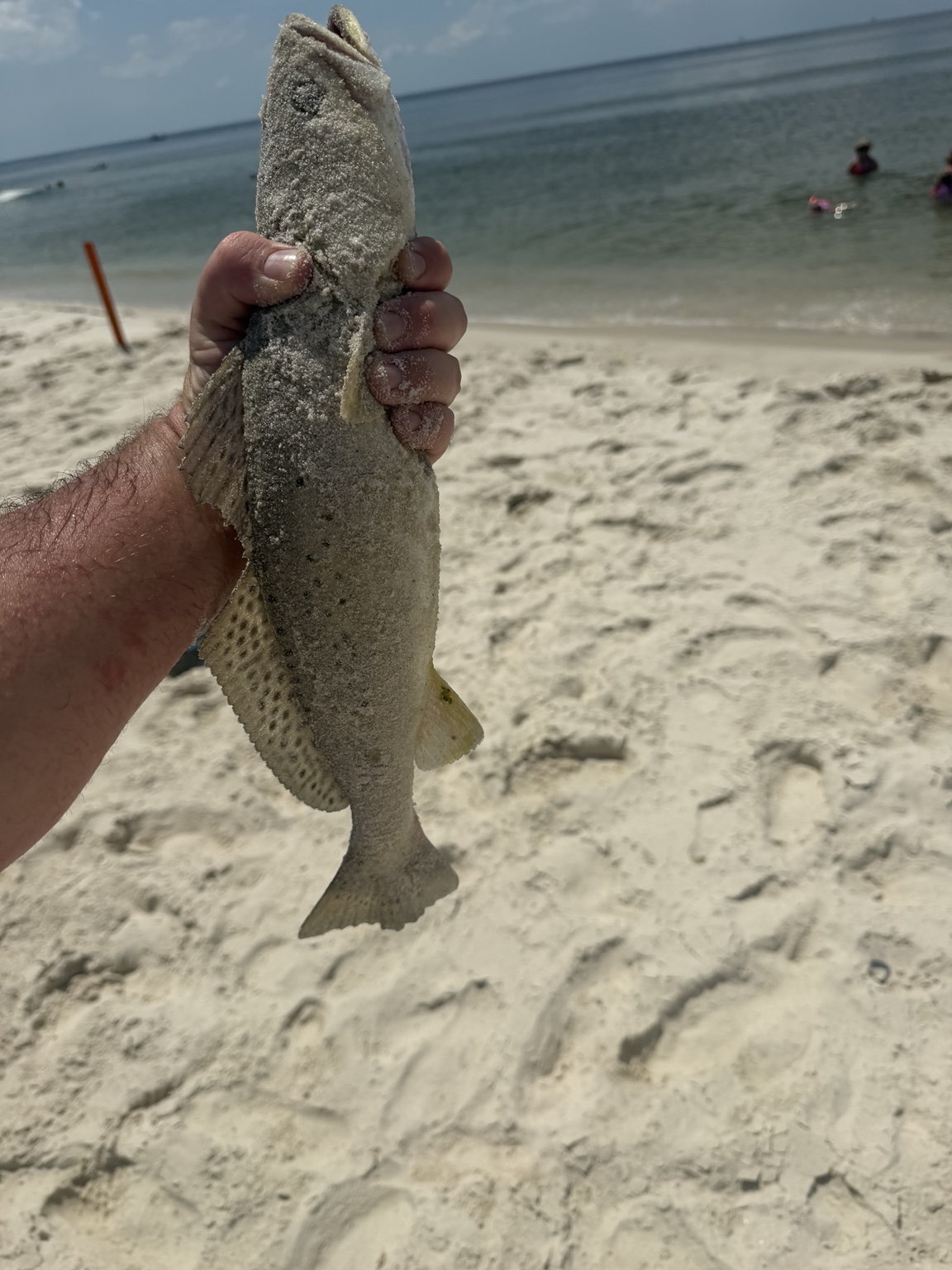 Close view of a freshly caught saltwater fish on the beach