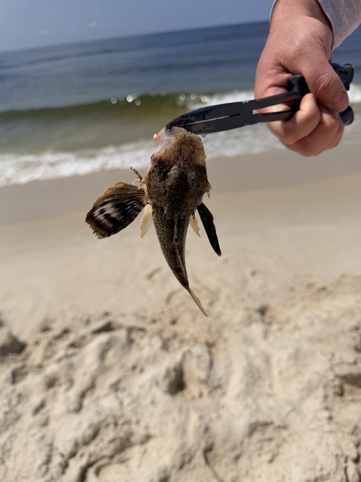 Small unusual saltwater fish held safely with fishing pliers